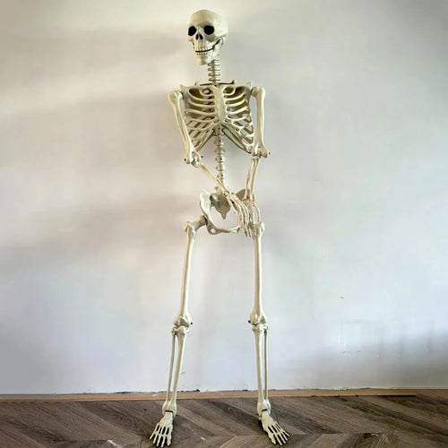 Load image into Gallery viewer, Halloween Realistic Body Bones Life Size Human Skeleton with Posable Joints Simulation Skull Ornament Haunted House Horror Props
