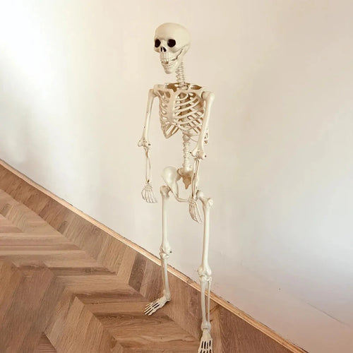 Load image into Gallery viewer, Halloween Realistic Body Bones Life Size Human Skeleton with Posable Joints Simulation Skull Ornament Haunted House Horror Props
