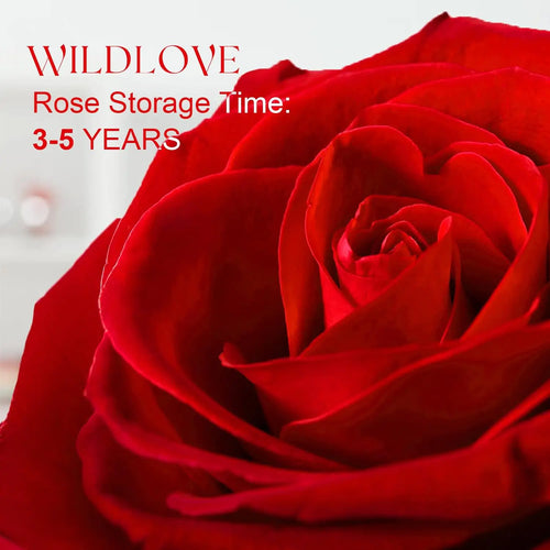 Load image into Gallery viewer, WILDLOVE Preserved Real Rose with I Love You Necklace, Christmas Gifts for Women, Mom, Grandma, Wife and Girlfriend, Birthday Anniversary Valentine&#39;s Day Mother&#39;s Day Gift Ideas for Her
